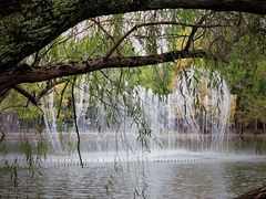 -上海共青森林公园