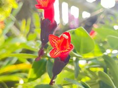 -深圳仙湖植物园