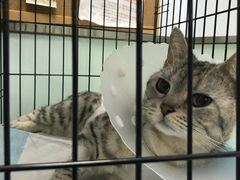 -纳吉亚猫专科动物医院博雅分院