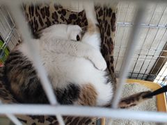 -动物缘宠物医院·骨科·猫科(西二环店)