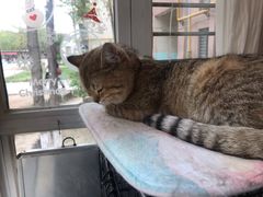 -名猫咖啡馆·撸猫·拼豆