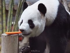 -栾川竹海野生动物园