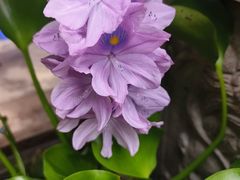 -香满楼(临安路店)