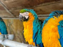 -西霞口神雕山野生动物世界