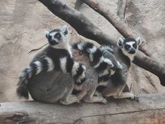 -武汉动物园