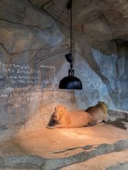 -Zoolung Zoolung动物主题公园(海信广场店)