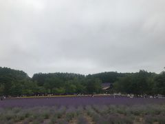 -富田农场