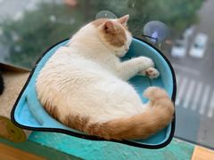 -猫在这儿猫咪咖啡馆·撸猫馆