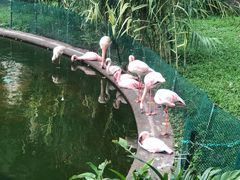 -九龙公园