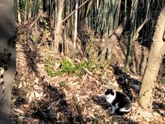 -上海佘山国家森林公园天马山园