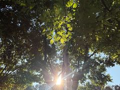 -长虫山生态公园风景林