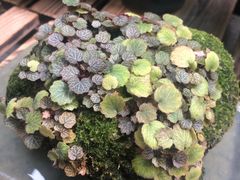 -我嘉书房(南翔名士居店)