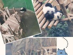 -成都大熊猫繁育研究基地