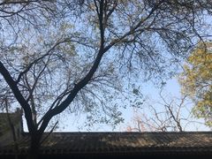 -簋街仔仔小龙虾(总店)