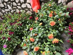 -桂林市花鸟市场