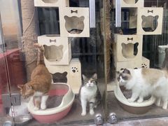-暖阳宠物医院·犬猫康复中心·骨科