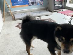 -纳吉亚猫专科动物医院·北北分院