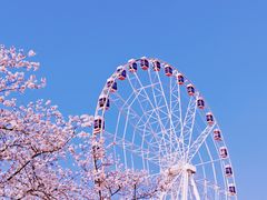 -顾村公园