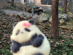 -都江堰中华大熊猫苑