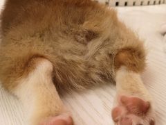 -浣熊柯尔鸭土拨鼠·电玩咖