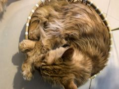 -平行世界·猫咖(首经贸店)
