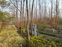 -合肥滨湖国家森林公园