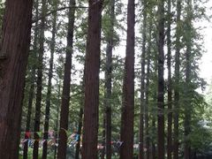 android_upload_pic-日照海滨国家森林公园