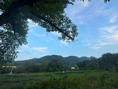 -绿茶餐厅(龙井船宴· 品牌总店)