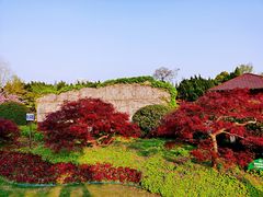 -嘉定紫藤园