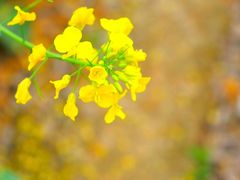 -桤木河湿地公园