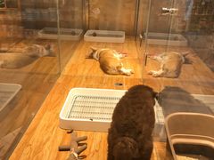 -狗道宠物(常熟印象城店)