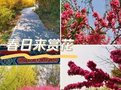 -莲花池公园