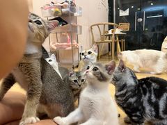 -猫咪派对(江南西店)