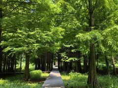 -溱湖国家湿地公园