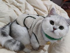 -艾贝尔宠物诊疗