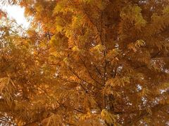 -合肥滨湖国家森林公园