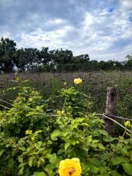 -DORA kids 朵拉儿童摄影花园店