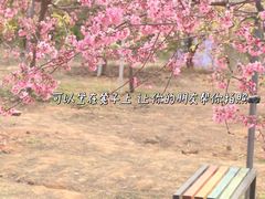 -天适樱花悠乐园