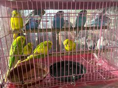 -桂林市花鸟市场