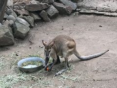 -费瑟代尔野生动物园