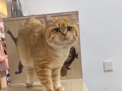 -北京观赏动物医院·24小时大型综合·猫专科·异宠专科