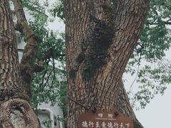 -普陀山风景名胜区-法雨禅寺