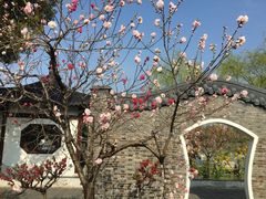 -南汇桃花村