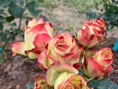 -人民公园(罗湖区)