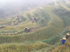 -紫鹊界梯田景区