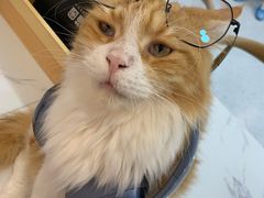 -喵园·猫主题咖啡厅·撸猫·猫咖(国贸店)