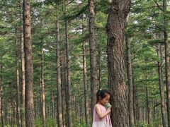 -塞罕坝国家级自然保护区