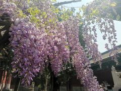 -北京国子监胡同