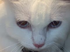 -中农国际动物医院24小时·猫科·骨科·急重症中心