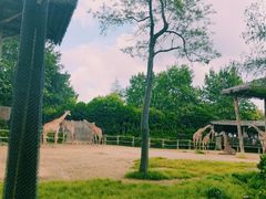-上海野生动物园